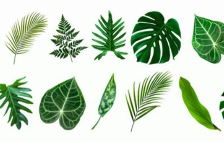 家居植物装饰,植物寓意